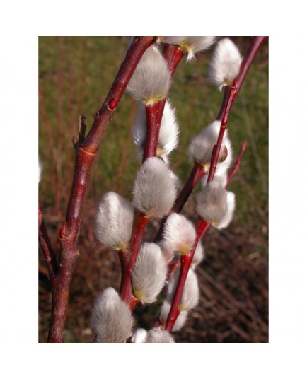 Salix caprea 'Silberglanz' - Saule marsault