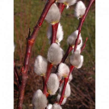 Salix caprea 'Silberglanz' - Saule marsault