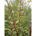 Salix caprea 'Silberglanz' - Saule marsault