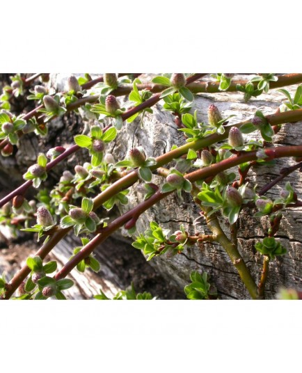 Salix cashmiriana - Saule du Cachemire