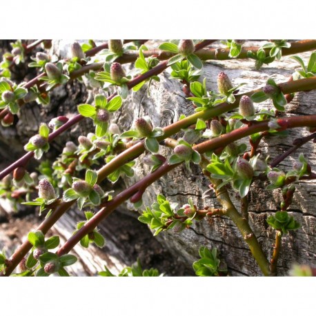 Salix cashmiriana - Saule du Cachemire