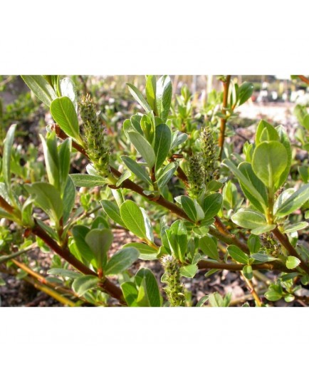 Salix cepusiensis x - Saule