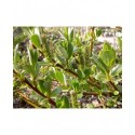 Salix cepusiensis x - Saule