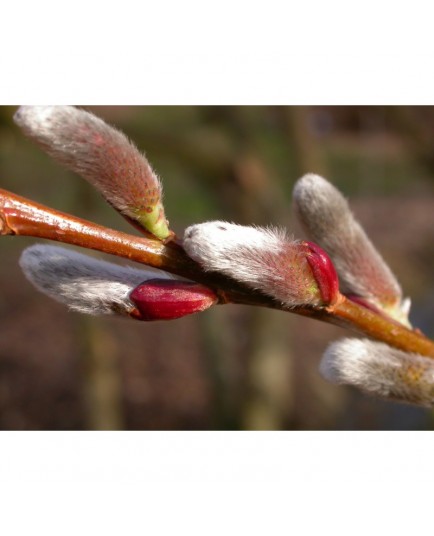 Salix chaenomeloides 'Akame' - Saule à chaton géant