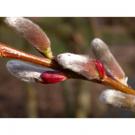 Salix chaenomeloides 'Akame' - Saule à chaton géant