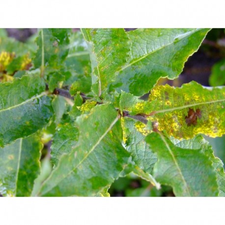 Salix chlorophana x - Saule