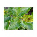 Salix chlorophana x - Saule