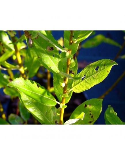 Salix cinerea 'Nordia' - Saule cendré doré