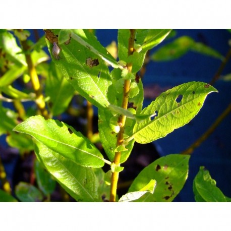 Salix cinerea 'Nordia' - Saule cendré doré