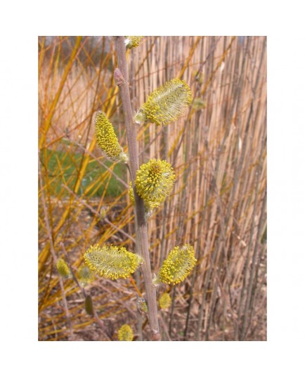 Salix cinerea 'Olive razetti' - Saule cendré