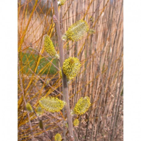 Salix cinerea 'Olive razetti' - Saule cendré