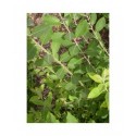 Salix cinerea 'Olive razetti' - Saule cendré