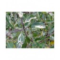 Salix cinerea 'Tricolor' - Saule panaché