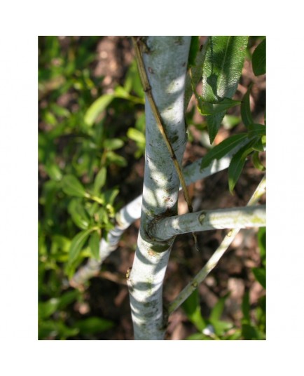 Salix daphnoides 'Bois jaune' - Saule faux daphné