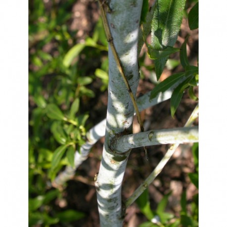 Salix daphnoides 'Bois jaune' - Saule faux daphné