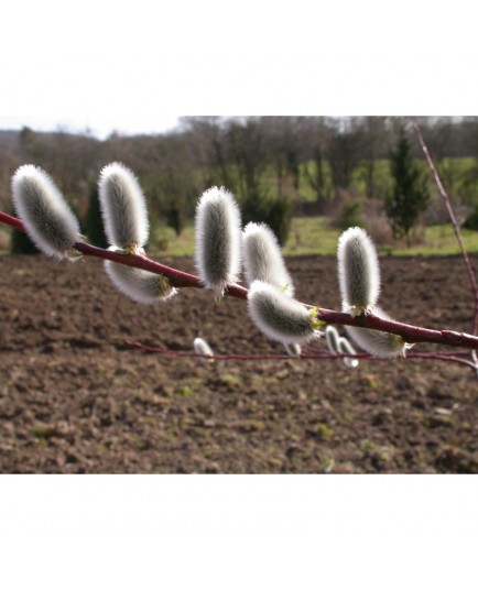 Salix daphnoides 'Pulchra Ruberrima' - Saule