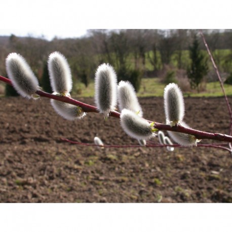 Salix daphnoides 'Pulchra Ruberrima' - Saule