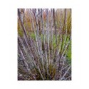 Salix daphnoides 'Pulchra Ruberrima' - Saule