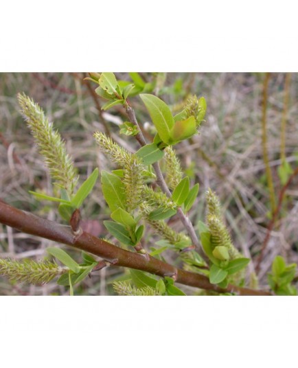 Salix daphnoides - Saule faux daphné