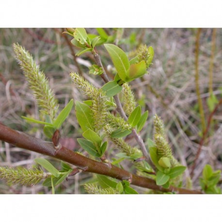 Salix daphnoides - Saule faux daphné