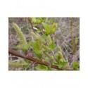 Salix daphnoides - Saule faux daphné