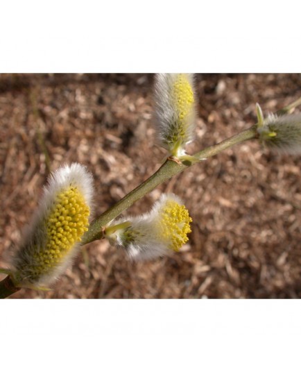 Salix dasyclados x 'Angustifolia' - Saule