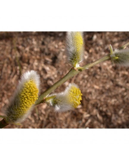 Salix dasyclados x 'Angustifolia' - Saule