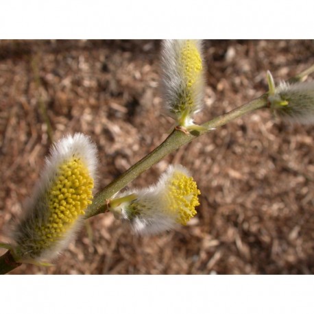 Salix dasyclados x 'Angustifolia' - Saule