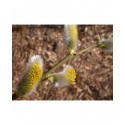 Salix dasyclados x 'Angustifolia' - Saule