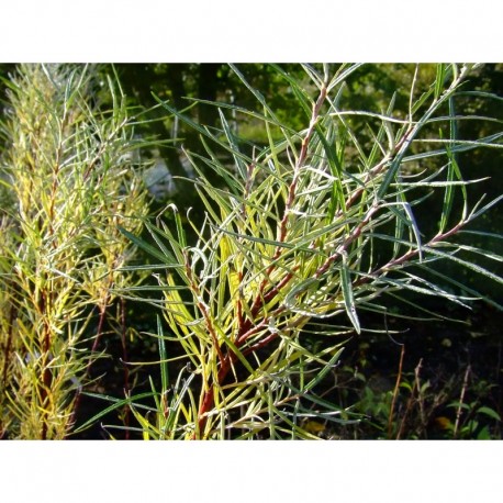 Salix elaeagnos subsp. angustifolia - Saule à feuille de romarin