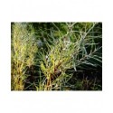 Salix elaeagnos subsp. angustifolia - Saule à feuille de romarin