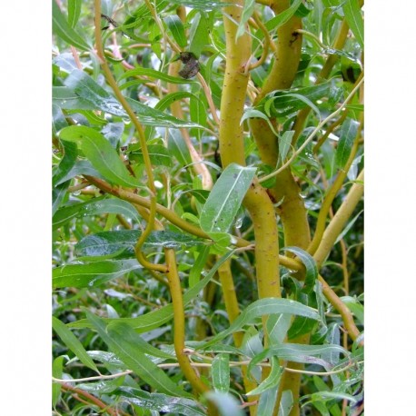 Salix erythroflexuosa x - Saule tortueux