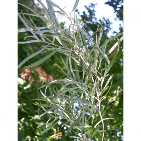 Salix exigua - Saule des coyotes