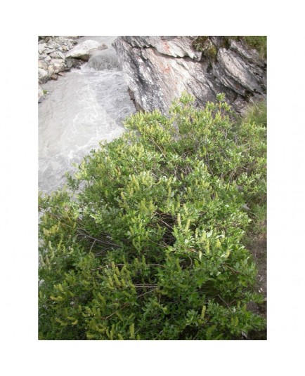 Salix foetida - Saule fétide