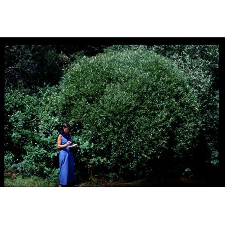Salix fragilis var bullata - Saule boule