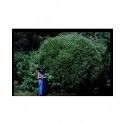 Salix fragilis var bullata - Saule boule