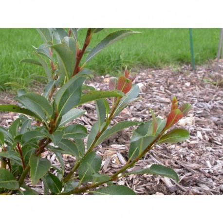 Salix glabra - Saule glabre