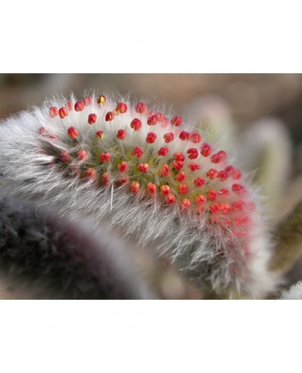 Salix gracilistyla - Saule à chaton japonais