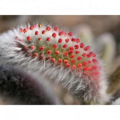 Salix gracilistyla - Saule à chaton japonais