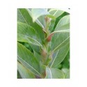 Salix gracilistyla - Saule à chaton japonais