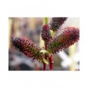 Salix gracilistyla var melanostachys - Saule à chaton rouge et noir
