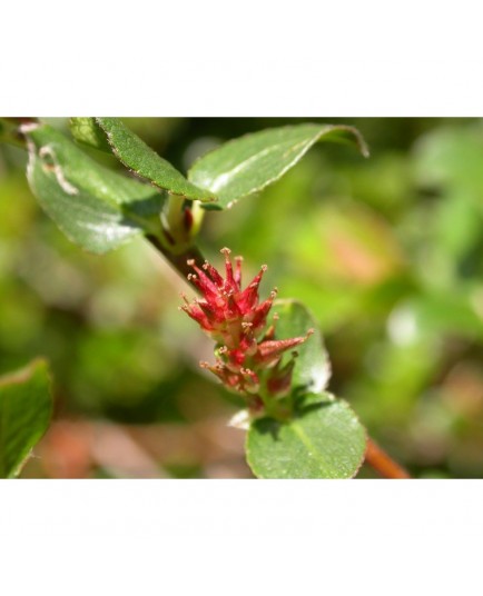 Salix grahamii x - Saule de Graham