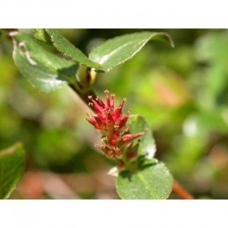 Salix grahamii x - Saule de Graham