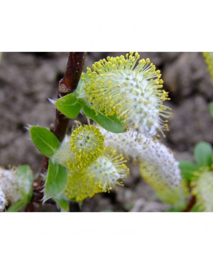 Salix hastata 'Wehrhanii' - Saule hasté