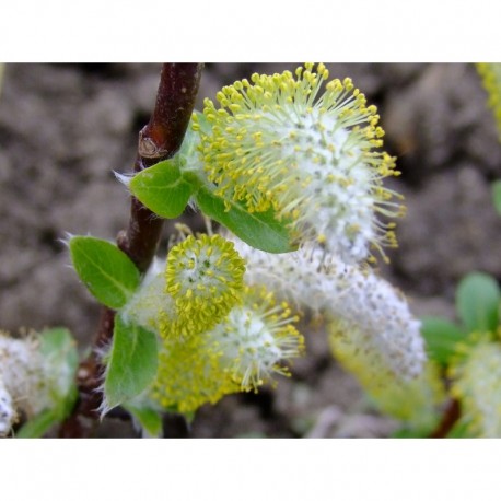 Salix hastata 'Wehrhanii' - Saule hasté