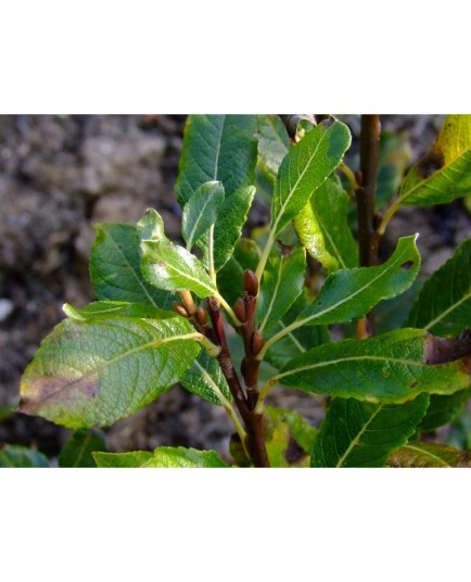 Salix hastata var vitosa - saule hasté