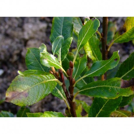 Salix hastata var vitosa - saule hasté