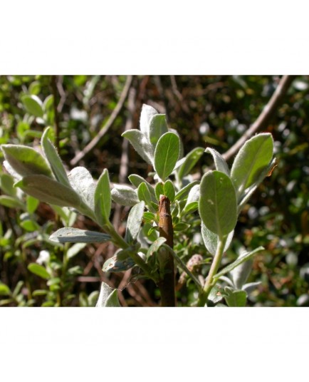 Salix humilis var microphylla - saule des prairies