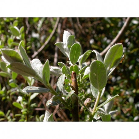 Salix humilis var microphylla - saule des prairies