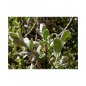 Salix humilis var microphylla - saule des prairies